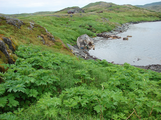 The shore at Goose Cove North with a decayed boat.